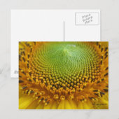 Zonnebloem 2 briefkaart (Voorkant / Achterkant)