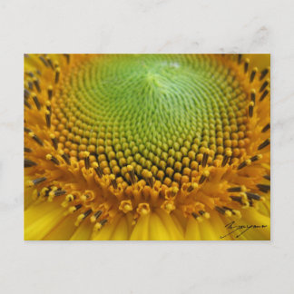 Zonnebloem 2 briefkaart