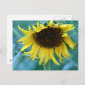 Zonnebloem 2 briefkaart (Voorkant / Achterkant)