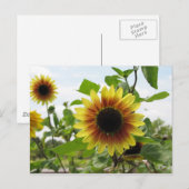 zonnebloem 2 briefkaart (Voorkant / Achterkant)