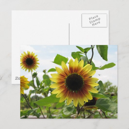 zonnebloem 2 briefkaart (Voorkant / Achterkant)