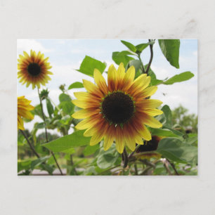 zonnebloem 2 briefkaart