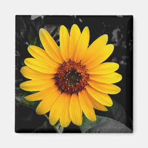 Zonnebloem 2 magneet