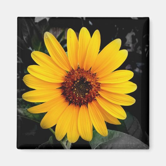 Zonnebloem 2 magneet (Voorkant)