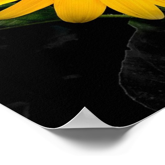 Zonnebloem 2 poster (Hoek)