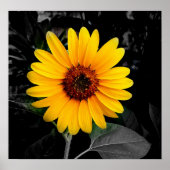 Zonnebloem 2 poster (Voorkant)