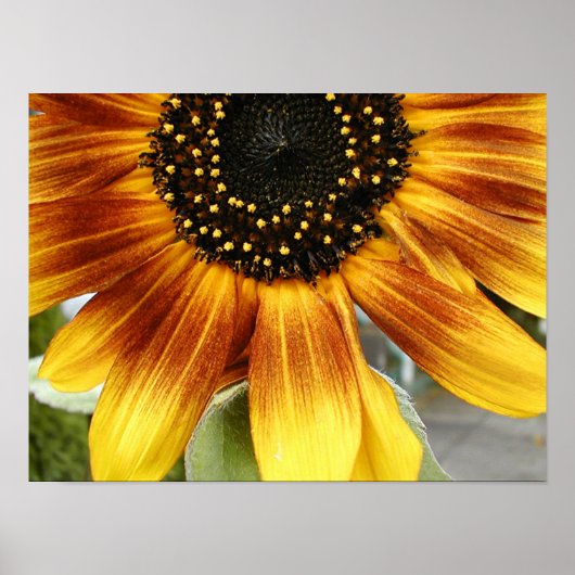 Zonnebloem 3 poster (Voorkant)