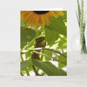 Zonnebloem & Aardeekhoorn Kaart