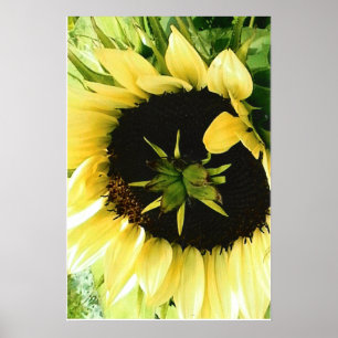 Zonnebloem Afbeelding Poster