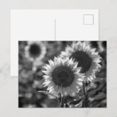 Zonnebloem ansichtkaart BW Briefkaart (Voorkant / Achterkant)