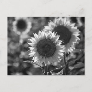 Zonnebloem ansichtkaart BW Briefkaart