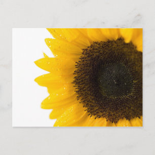 zonnebloem Ansichtkaart door Petr Kratochvil Briefkaart