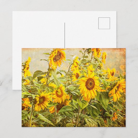 Zonnebloem  Antiek gele kunst Briefkaart (Voorkant / Achterkant)