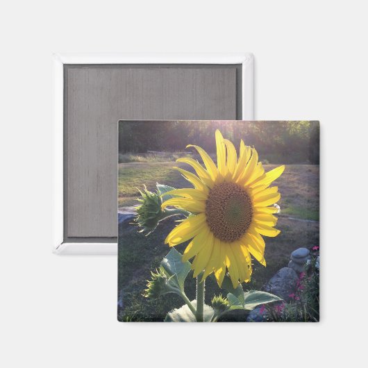 Zonnebloem bij zonsondergang — magneet (Voorkant / Achterkant)