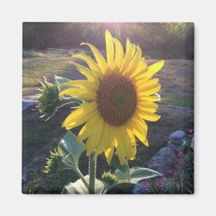 Zonnebloem bij zonsondergang — magneet