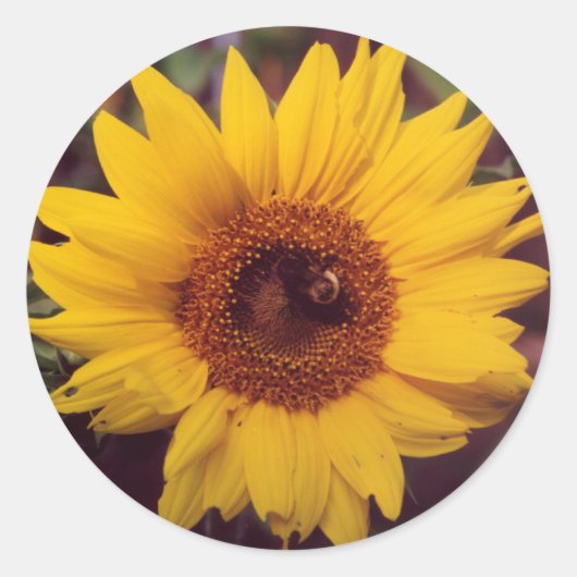 Zonnebloem Bloei met Bumble Bee Insect Ronde Sticker (Voorkant)
