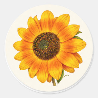 Zonnebloem Bloeiende Kleine Ronde Tuin Bloem Stick Sticker
