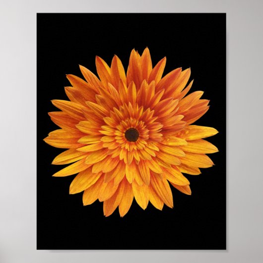 zonnebloem bloem bloemen poster (Voorkant)