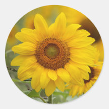 Zonnebloem Bloem