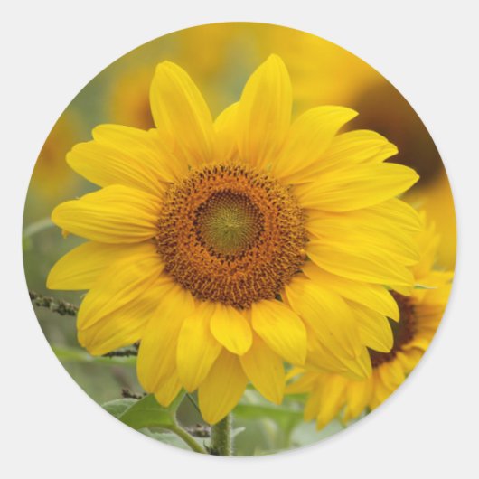Zonnebloem Bloem Ronde Sticker (Voorkant)