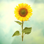 Zonnebloem Bloem Ruitsticker Raamsticker (Vel 3)