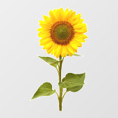 Zonnebloem Bloem Ruitsticker Raamsticker (Vel)