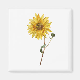 Zonnebloem Bloembloem Plant Blossom Bloom Magneet