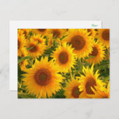 Zonnebloem Bloemen Gele Bloemen - Dank u, Liefde Briefkaart (Voorkant / Achterkant)