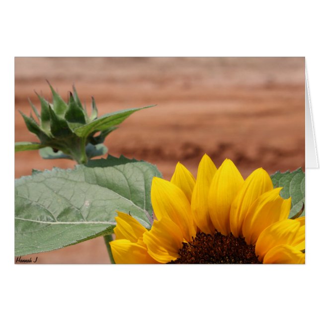 Zonnebloem Bloom (Voorkant Horizontaal)
