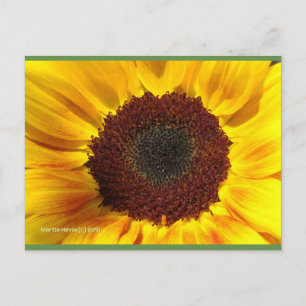 Zonnebloem   Blue Beach Song™-Briefkaart Briefkaart