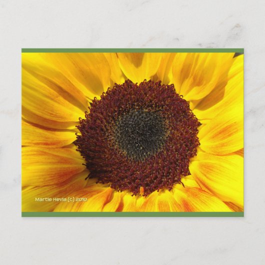 Zonnebloem | Blue Beach Song™-Briefkaart Briefkaart (Voorkant)