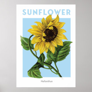  zonnebloem Botanische afdrukken Poster