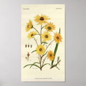 Zonnebloem Botanische afdrukken Poster (Voorkant)