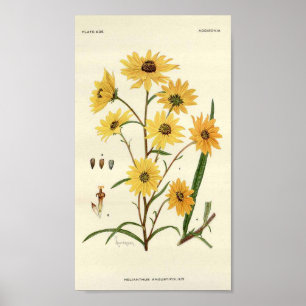 Zonnebloem Botanische afdrukken Poster