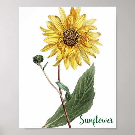 Zonnebloem Botanische Illustratie Bloem Poster (Voorkant)