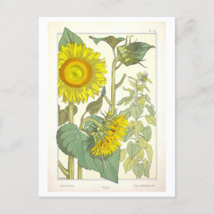  zonnebloem botanische illustratie briefkaart
