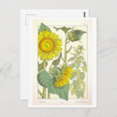zonnebloem botanische illustratie briefkaart (Voorkant / Achterkant)
