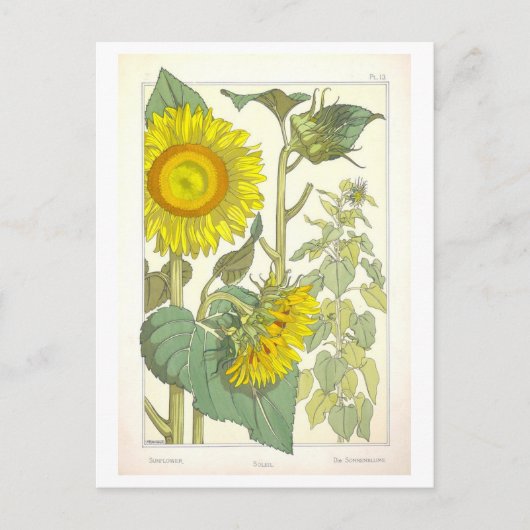 zonnebloem botanische illustratie briefkaart (Voorkant)