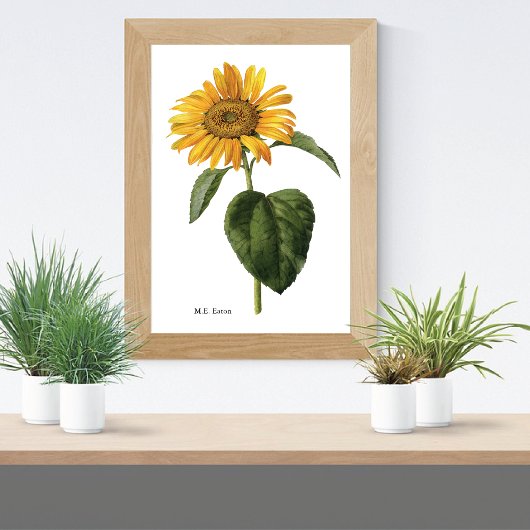 Zonnebloem Botanische Mary Eaton Poster