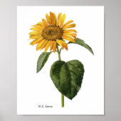 Zonnebloem Botanische Mary Eaton Poster (Voorkant)
