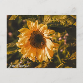 Zonnebloem Brief Kaart Communicatie Post