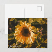 Zonnebloem Brief Kaart Communicatie Post (Voorkant / Achterkant)