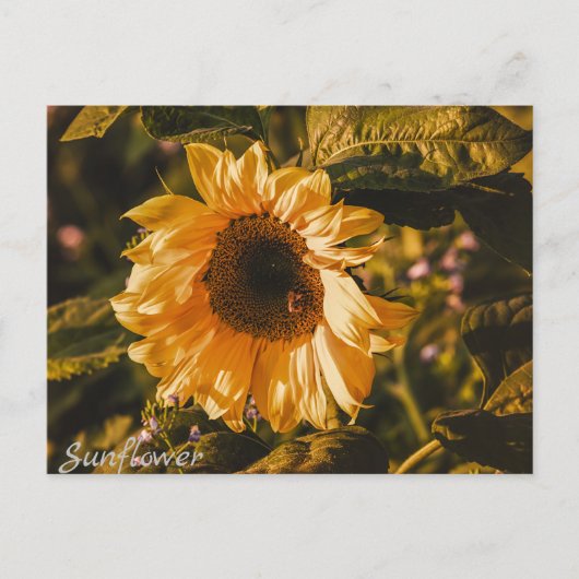 Zonnebloem Brief Kaart Communicatie Post (Voorkant)