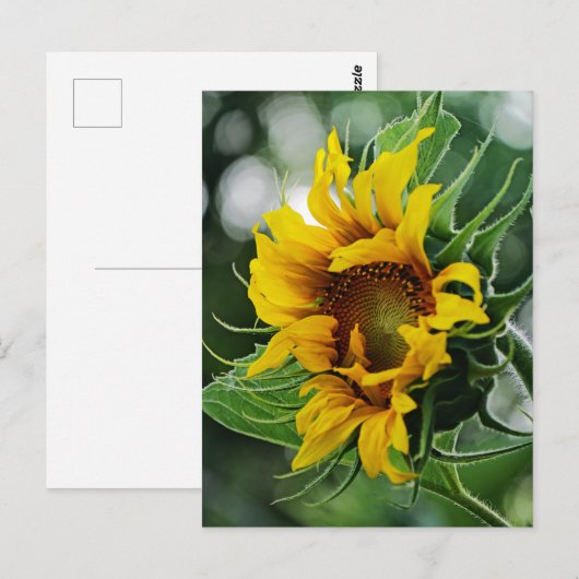 Zonnebloem Briefkaart (Voorkant / Achterkant)