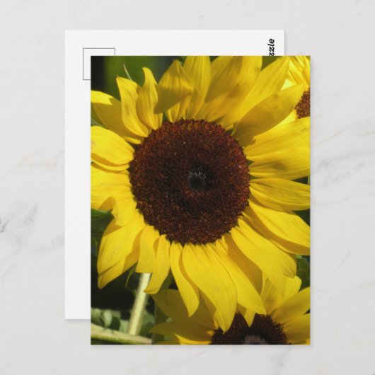 Zonnebloem Briefkaart (Voorkant / Achterkant)