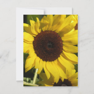 Zonnebloem Briefkaart
