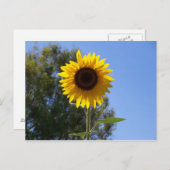 Zonnebloem briefkaart (Voorkant / Achterkant)