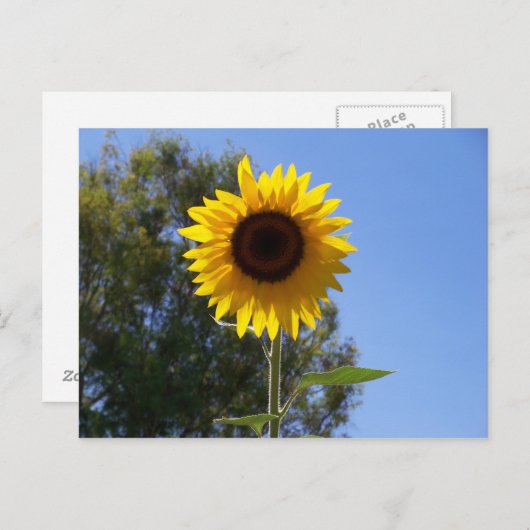 Zonnebloem briefkaart (Voorkant / Achterkant)