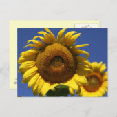 Zonnebloem Briefkaart (Voorkant / Achterkant)