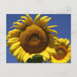 Zonnebloem Briefkaart